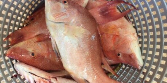 hogfish