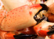Stone Crab