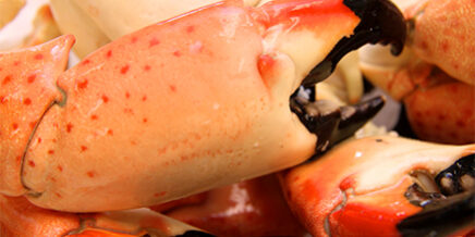 Stone_Crab_Colossal-1 Stone Crab