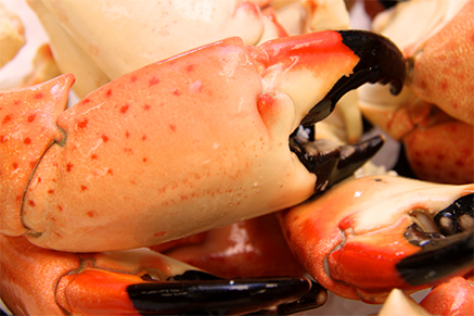 Stone Crab