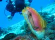 Conch