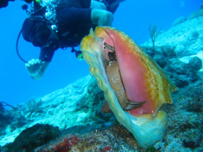 Conch